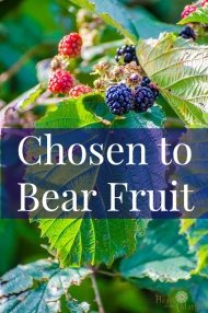 chosen-bear-fruit